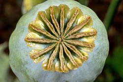 papaver somniferum thumbnail graphic